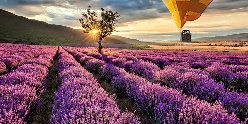 Viaje a Soria y Campos de Lavanda