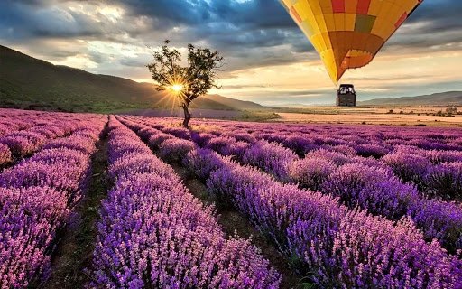 Viaje a Soria y Campos de Lavanda