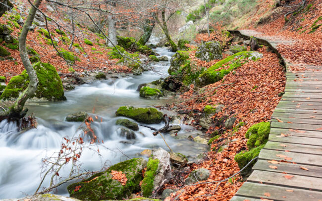 Faedo de Ciñera El Faedo de Ciñera se encuentra en la localidad leonesa de Ciñera del Gordón