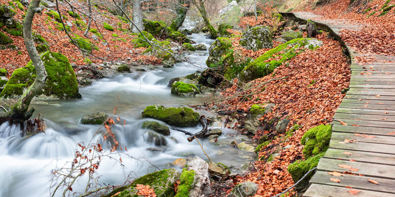 Faedo de Ciñera El Faedo de Ciñera se encuentra en la localidad leonesa de Ciñera del Gordón
