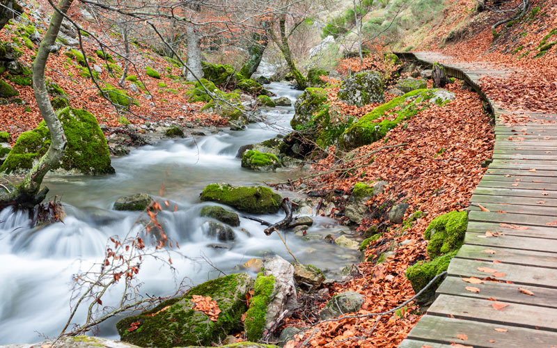 Faedo de Ciñera El Faedo de Ciñera se encuentra en la localidad leonesa de Ciñera del Gordón