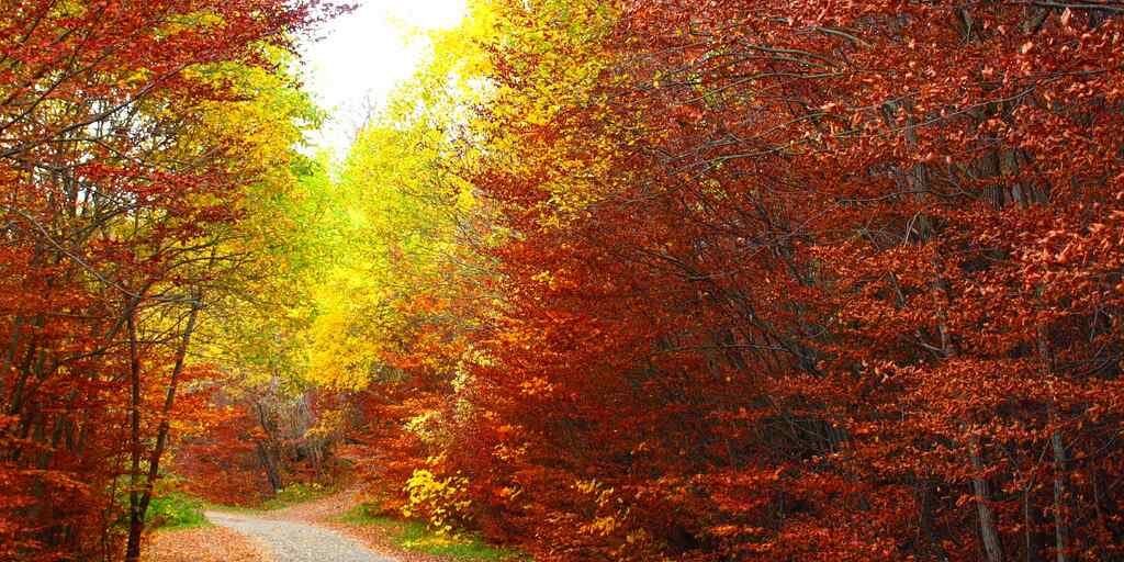 El Bosque del Betato ofrece en otoño una intensa paleta de colores