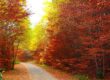 El Bosque del Betato ofrece en otoño una intensa paleta de colores