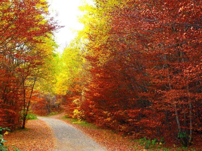 Bosque del Betato El Bosque del Betato ofrece en otoño una intensa paleta de colores