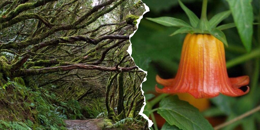 Carboneras El sendero autoguiado de las Carboneras nos invita a transitar este camino que era utilizado a diario por sus primeros habitantes