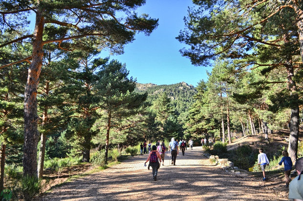 Robles Centenarios de Puebla de la Sierra La ruta por los Robles Centenarios de Puebla de la Sierra nos invita a conocer ejemplares únicos