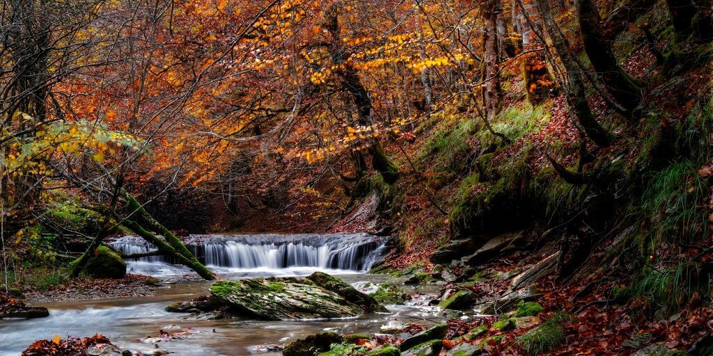 La Selva de Irati está situada en Navarra, en el Pirineo Oriental