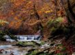 La Selva de Irati está situada en Navarra, en el Pirineo Oriental
