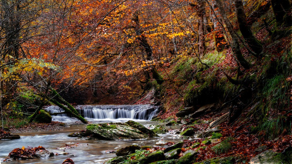 Selva de Irati La Selva de Irati está situada en Navarra, en el Pirineo Oriental